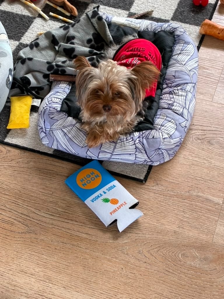 Nori, Yorkshire Terrier puppy for sale