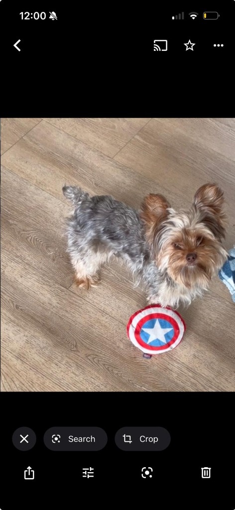 Scout, Yorkshire Terrier puppy for sale
